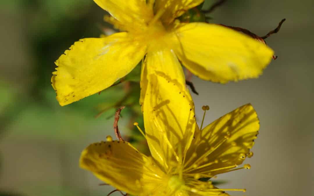 Hypericum perforatum