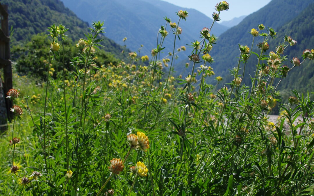 Anthyllis vulneraria