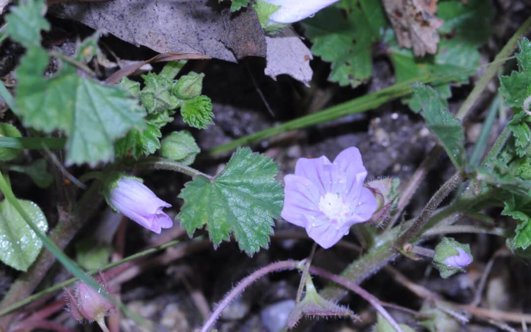 Malva neglecta