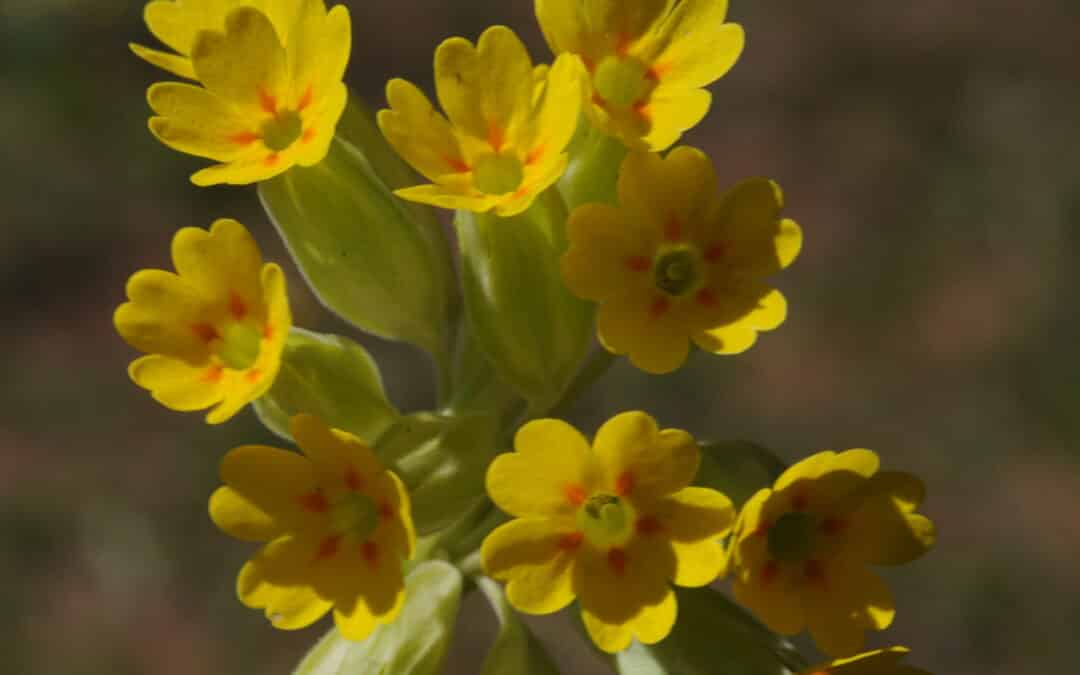 Primula veris