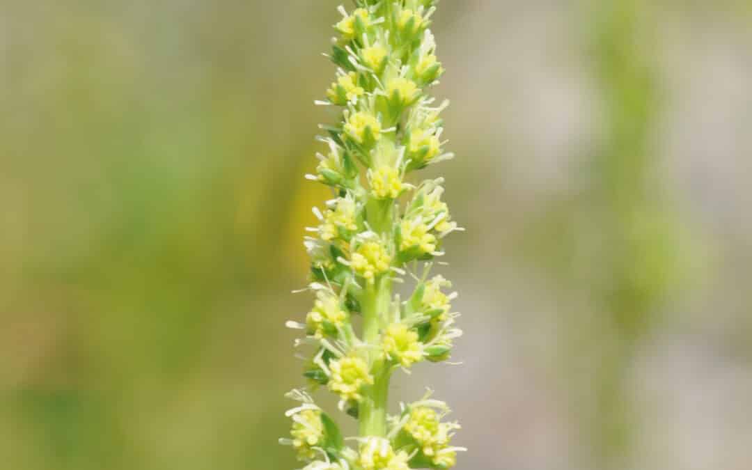 Reseda luteola