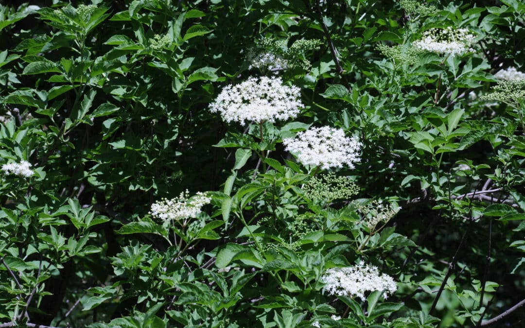Sambucus nigra