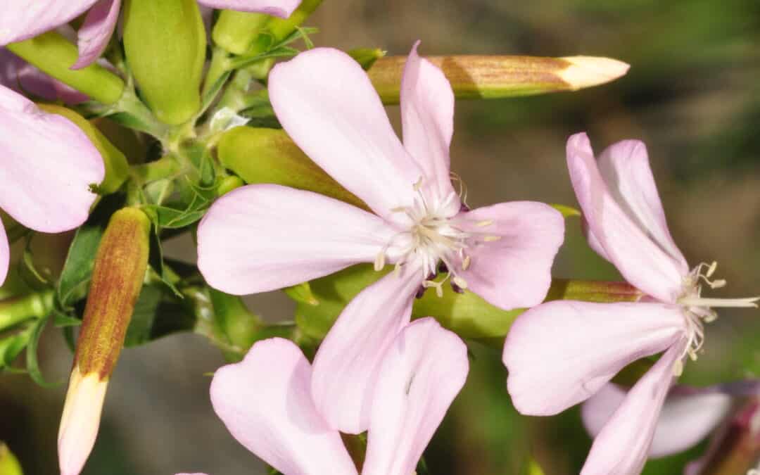 Saponaria officinalis